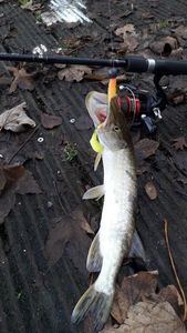 Northern Pike