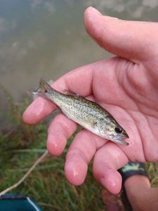 Largemouth Bass