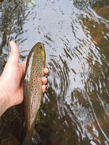 Brown Trout