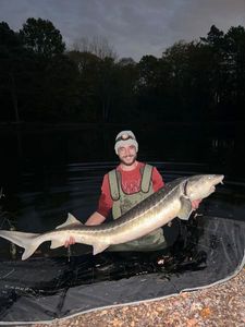 Sturgeon