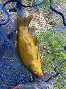 Tench