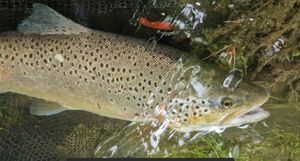 Brown Trout