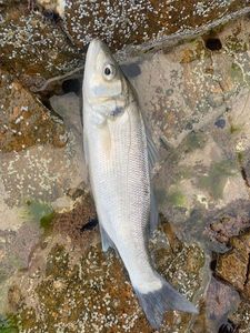 European Bass (Seabass)