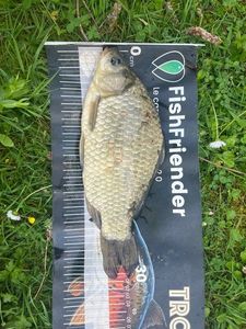Prussian Carp