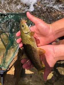 Barbel