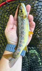 Brown Trout