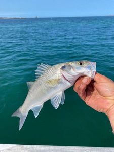 European Bass (Seabass)