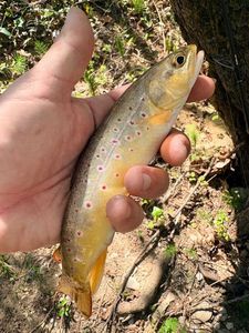 Brown Trout