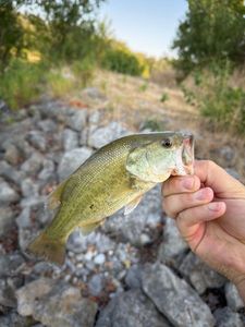 Largemouth Bass