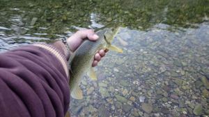 Barbel