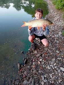 Common Carp