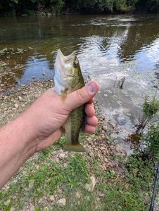 Largemouth Bass