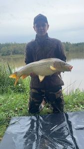 Common Carp