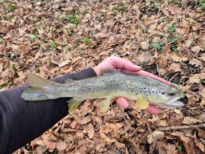Brown Trout
