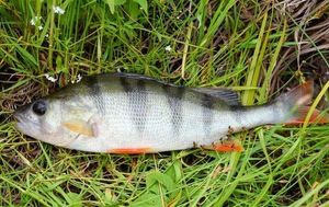 European Perch