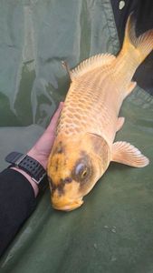 Common Carp