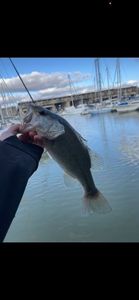 Largemouth Bass