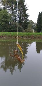 Noble Crayfish