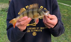 European Perch