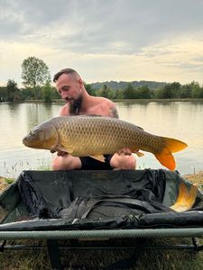 Common Carp