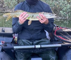 Northern Pike