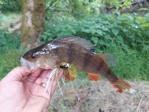 European Perch