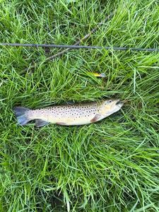Brown Trout