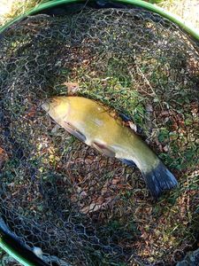 Tench