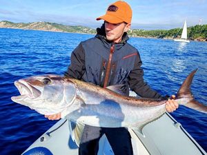 Greater Amberjack
