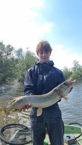 Northern Pike