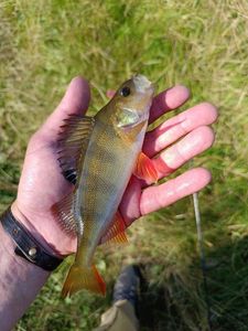 European Perch