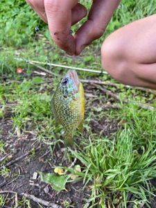 Green Sunfish