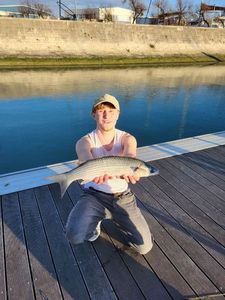 Thicklip Grey Mullet