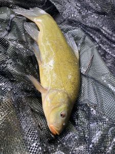 Tench