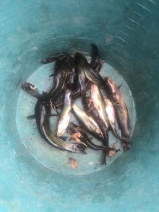 Black Bullhead