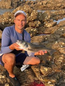 European Bass (Seabass)