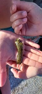 Round Goby