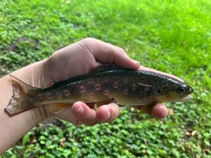 Brown Trout