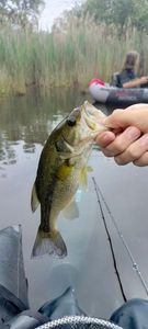 Largemouth Bass