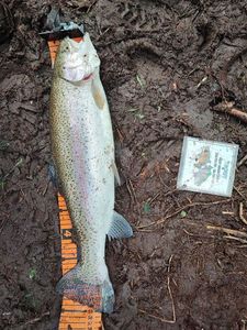 Rainbow Trout