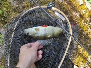 European Perch