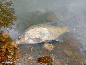 Common Bream