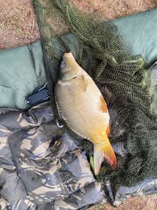 Leather Carp