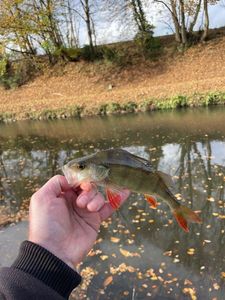 European Perch