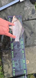 Crucian Carp
