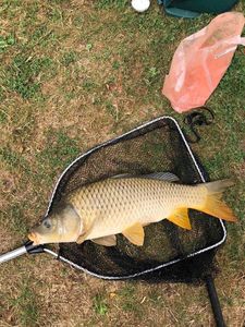 Common Carp
