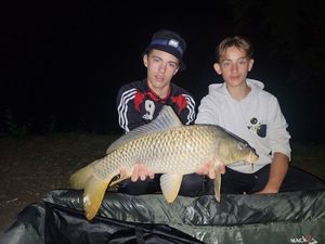 Common Carp
