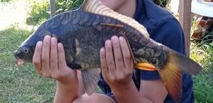 Mirror Carp