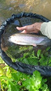 Rainbow Trout