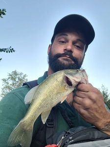 Largemouth Bass